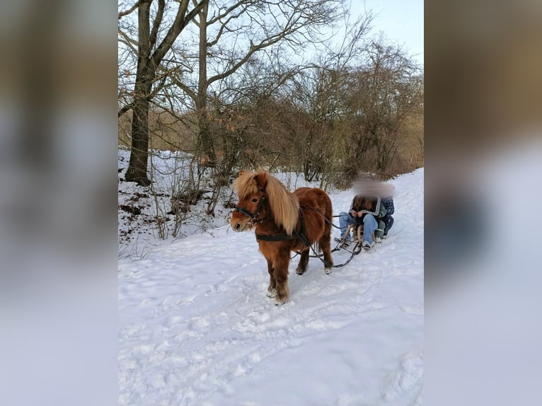 Poneys Shetland Hongre 19 Ans 100 cm Alezan in Droyßig