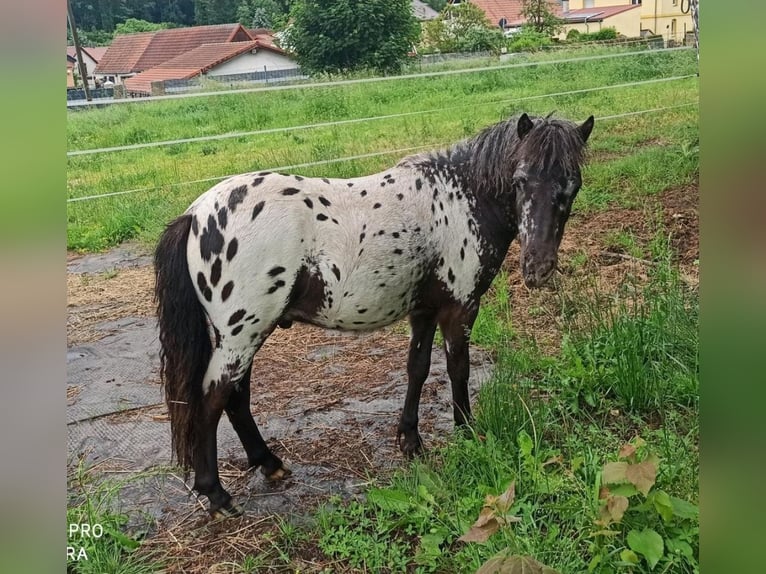Poneys Shetland Hongre 1 Année 100 cm Léopard in Eisenberg