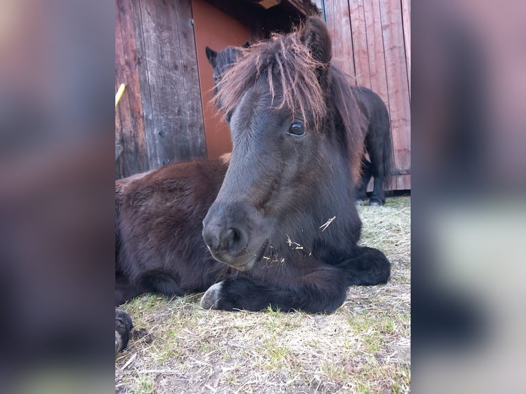 Poneys Shetland Hongre 1 Année 110 cm Noir in Forstau