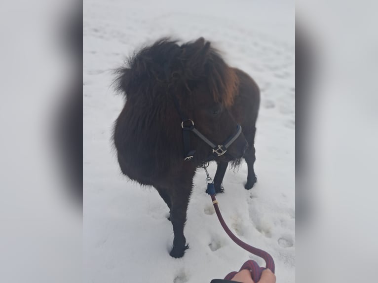 Poneys Shetland Hongre 1 Année 110 cm Noir in Forstau