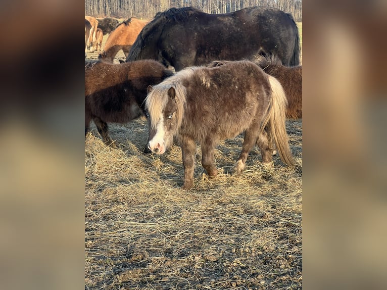 Poneys Shetland Croisé Hongre 1 Année 90 cm Pinto in Kaltohmfeld