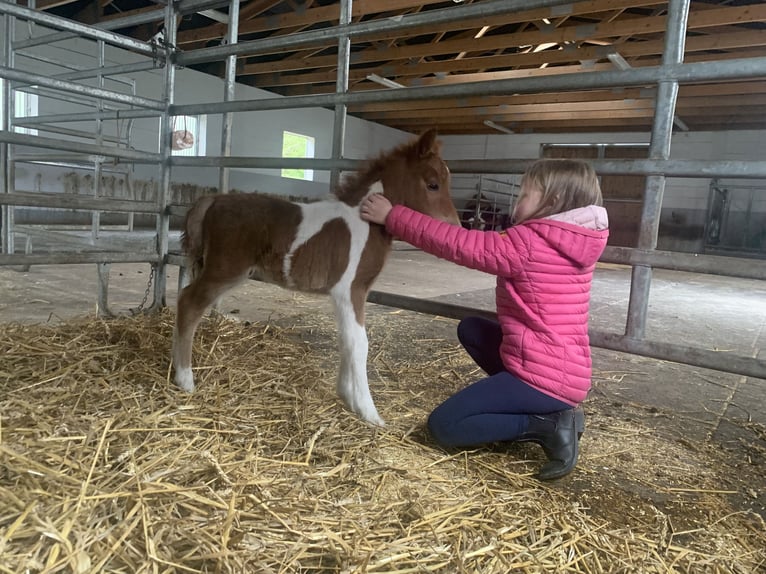 Poneys Shetland Hongre 1 Année 98 cm Pinto in Hamburg Lemsahl-Mellingstedt