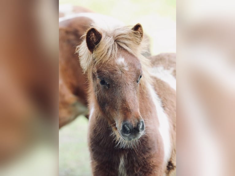 Poneys Shetland Hongre 1 Année 98 cm Pinto in Hamburg Lemsahl-Mellingstedt