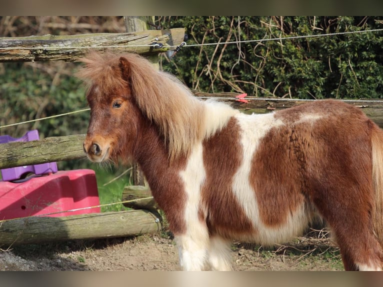 Poneys Shetland Hongre 1 Année 98 cm Pinto in Hamburg Lemsahl-Mellingstedt