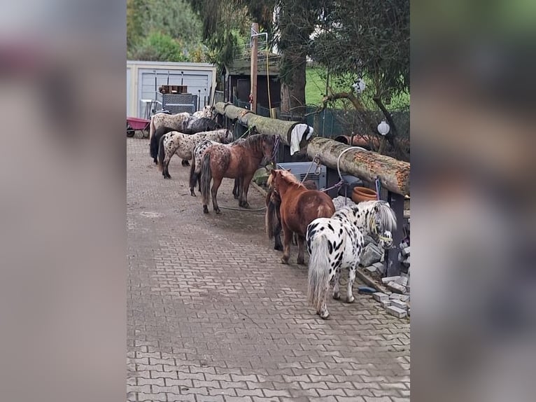 Poneys Shetland Hongre 1 Année in SulzbergSulzberg