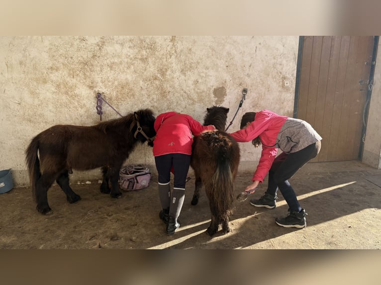 Poneys Shetland Hongre 1 Année in SulzbergSulzberg