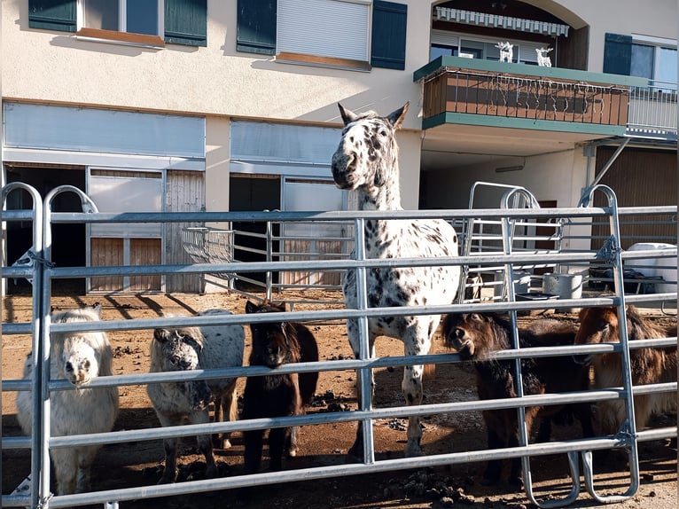 Poneys Shetland Hongre 1 Année in SulzbergSulzberg