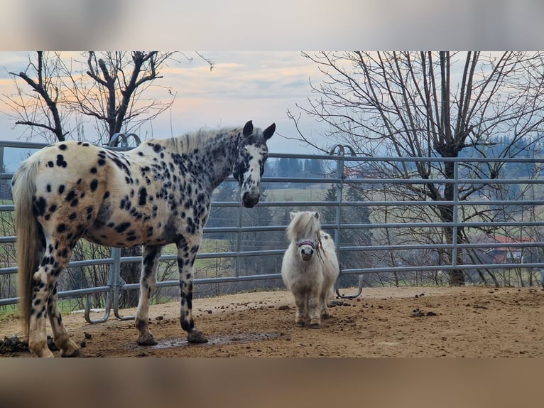 Poneys Shetland Hongre 1 Année in SulzbergSulzberg