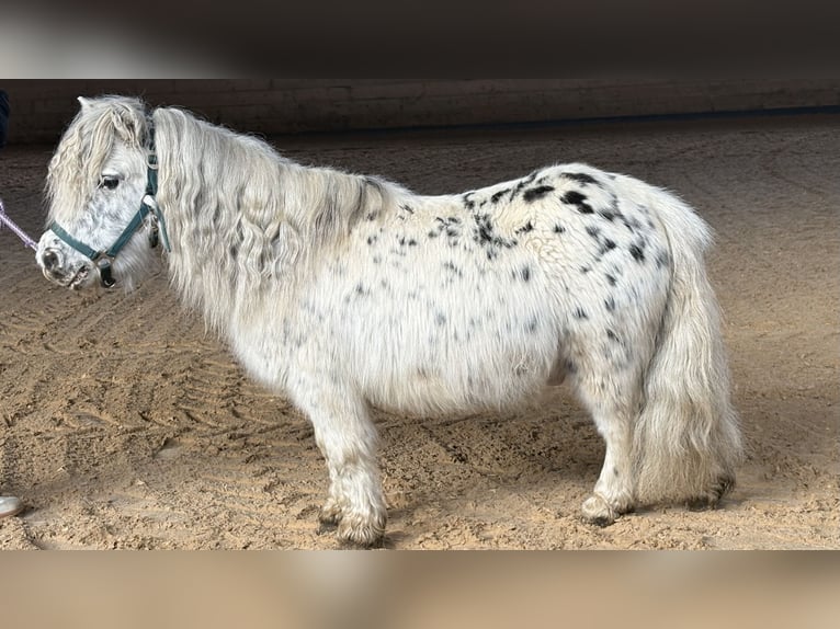 Poneys Shetland Hongre 1 Année in SulzbergSulzberg