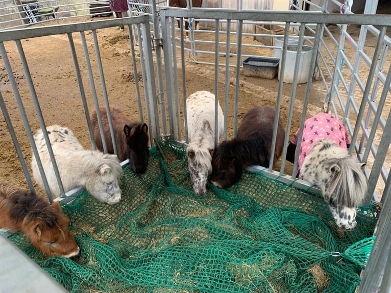 Poneys Shetland Hongre 1 Année in SulzbergSulzberg