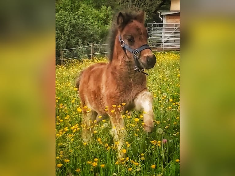 Poneys Shetland Hongre 1 Année in SulzbergSulzberg