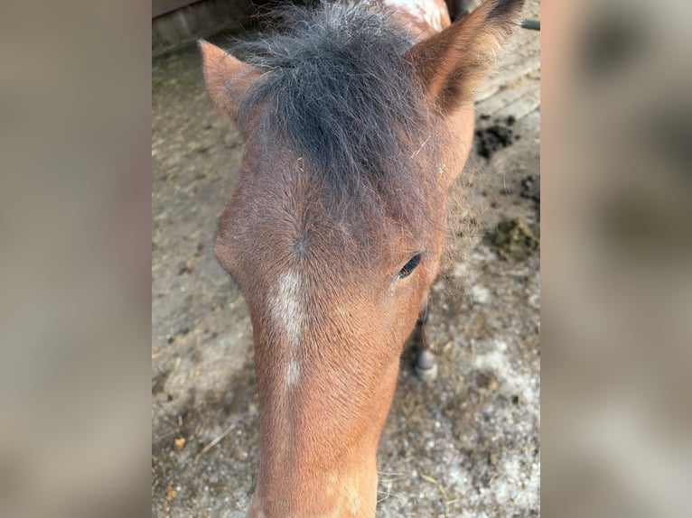 Poneys Shetland Hongre 1 Année Léopard in Stöttwang