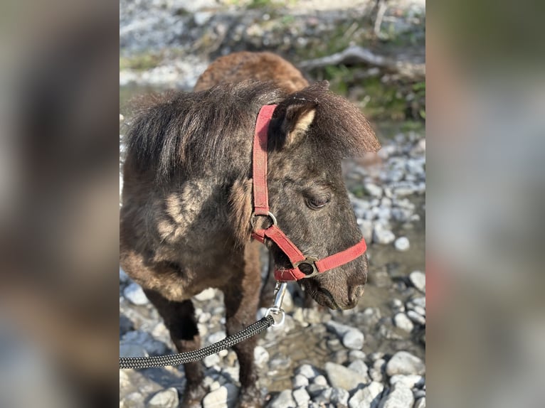 Poneys Shetland Hongre 20 Ans 100 cm Noir in Häselgehr