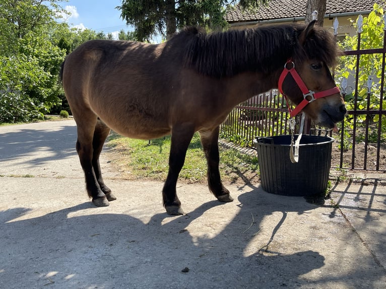 Poneys Shetland Hongre 20 Ans Bai cerise in Đala