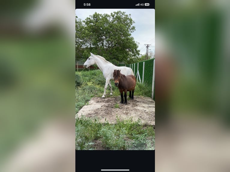 Poneys Shetland Hongre 20 Ans Bai cerise in Đala