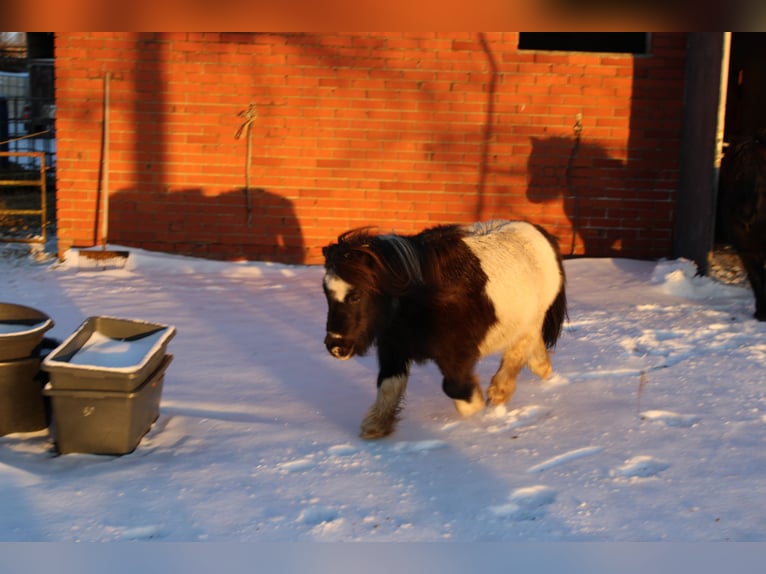 Poneys Shetland Hongre 21 Ans 87 cm Pinto in Rahden