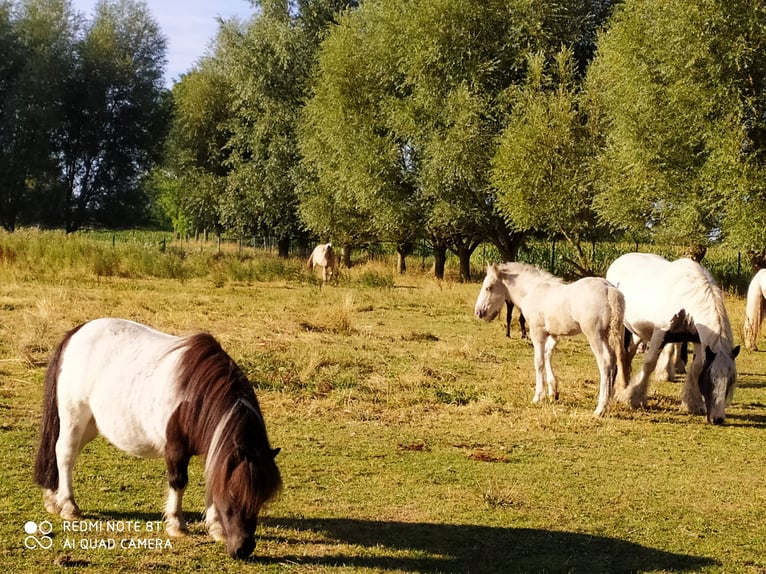 Poneys Shetland Hongre 21 Ans 87 cm Pinto in Rahden