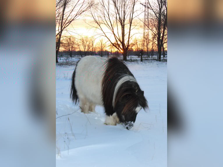 Poneys Shetland Hongre 21 Ans 87 cm Pinto in Rahden