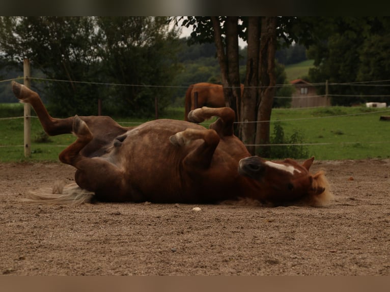 Poneys Shetland Hongre 22 Ans 107 cm Bai in Steinhöring