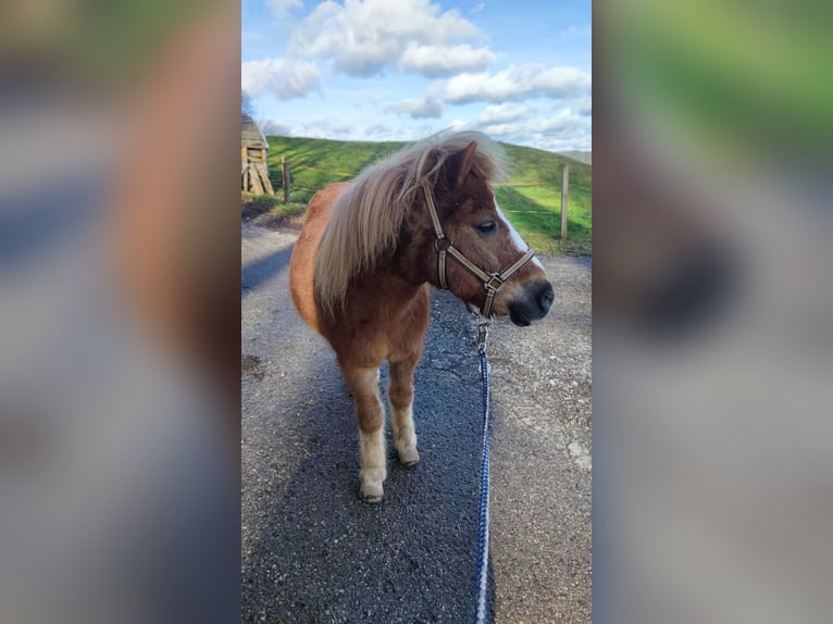 Poneys Shetland Hongre 22 Ans 107 cm Bai in Steinhöring