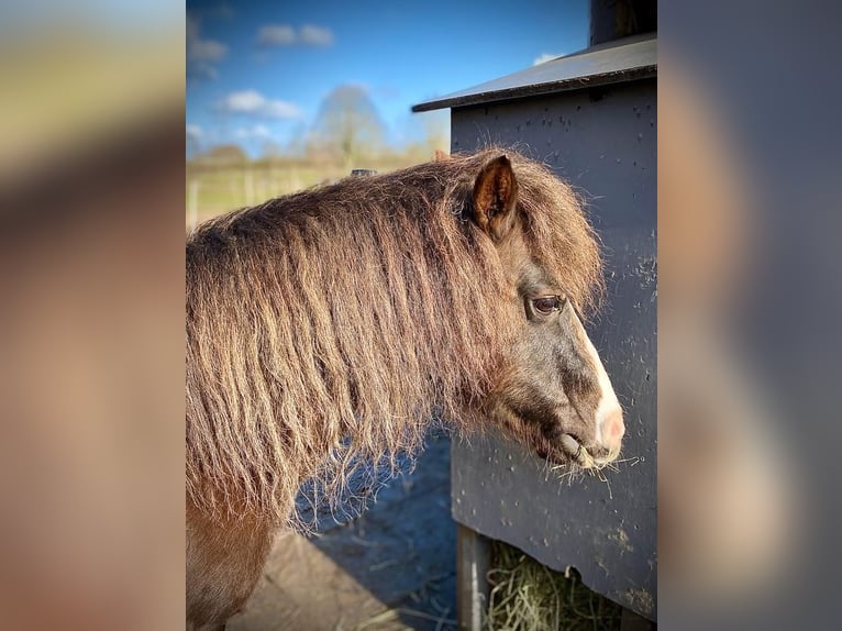 Poneys Shetland Croisé Hongre 22 Ans 115 cm Bai brun in Kiel