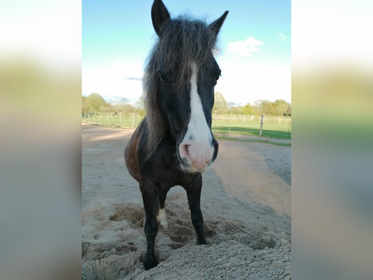 Poneys Shetland Croisé Hongre 22 Ans 115 cm Bai brun in Kiel