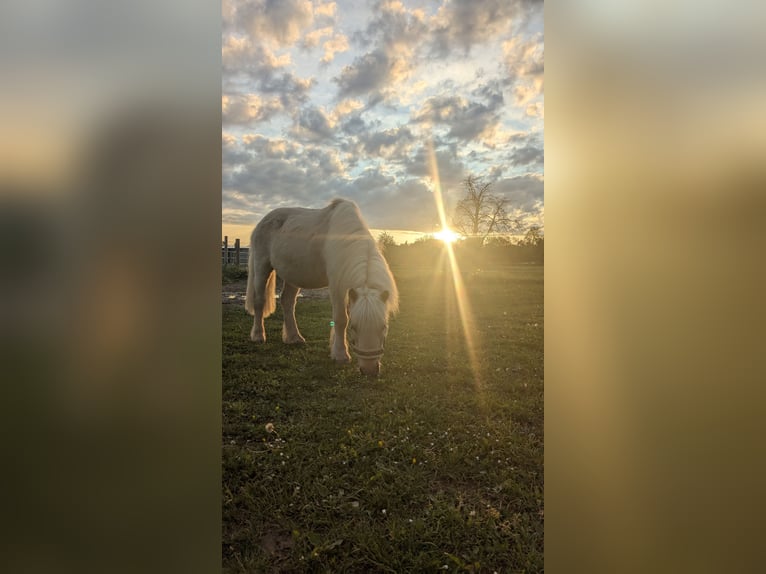 Poneys Shetland Hongre 22 Ans 116 cm Palomino in Au am Rhein