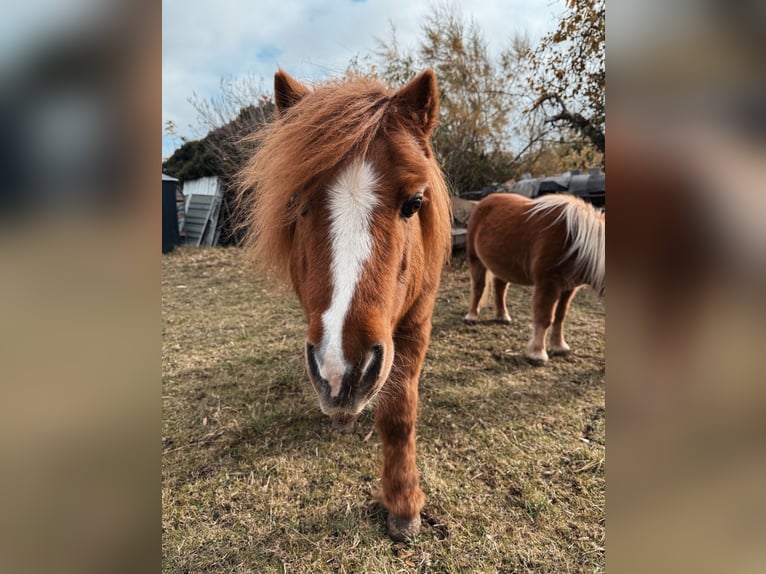 Poneys Shetland Hongre 22 Ans 90 cm Alezan in Ballenstedt