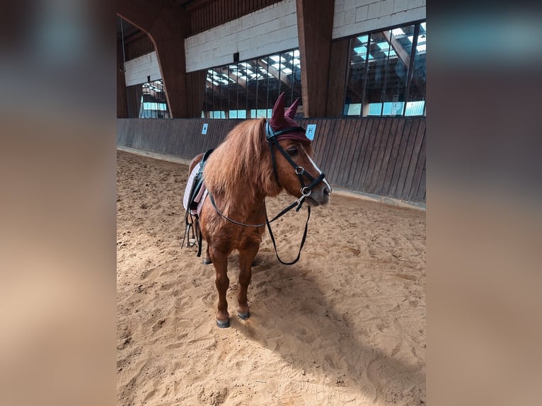 Poneys Shetland Hongre 22 Ans 90 cm Alezan in Ballenstedt