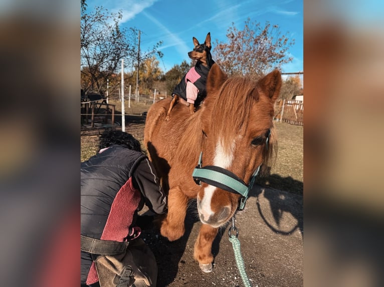Poneys Shetland Hongre 22 Ans 90 cm Alezan in Ballenstedt