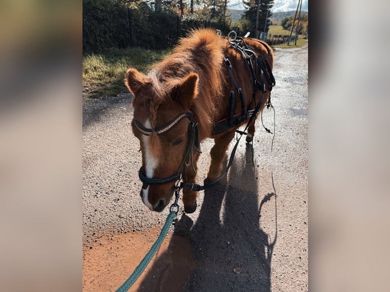 Poneys Shetland Hongre 22 Ans 90 cm Alezan in Ballenstedt