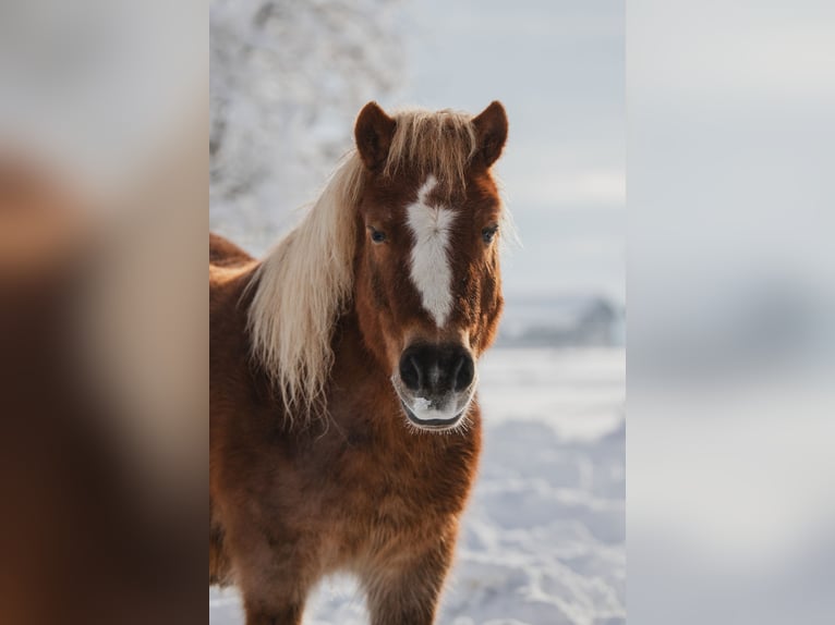 Poneys Shetland Hongre 23 Ans 107 cm Bai in Steinhöring