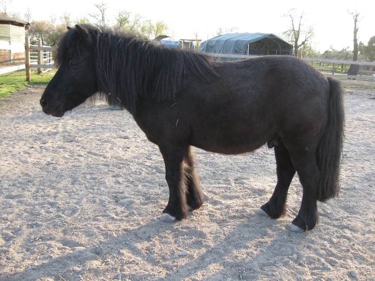 Poneys Shetland Hongre 24 Ans 110 cm Noir in Au am Rhein