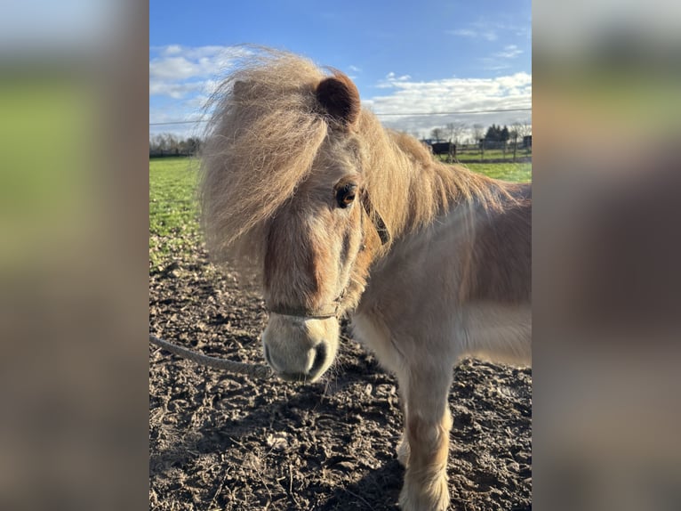 Poneys Shetland Hongre 26 Ans Alezan in Köln