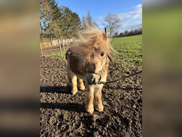 Poneys Shetland Hongre 26 Ans Alezan in Köln