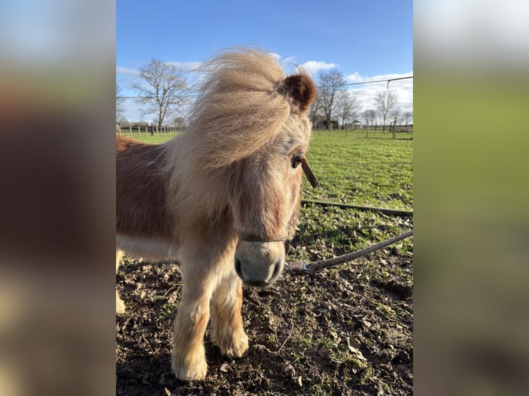 Poneys Shetland Hongre 26 Ans Alezan in Köln