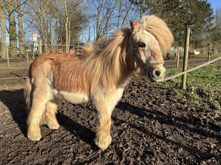 Poneys Shetland Hongre 26 Ans Alezan in Köln