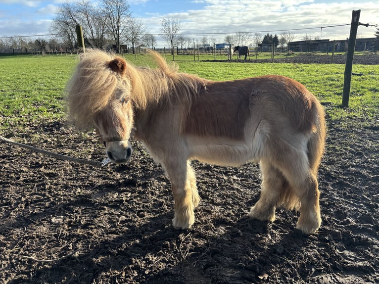 Poneys Shetland Hongre 26 Ans Alezan in Köln