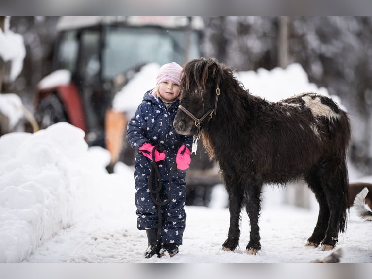 Poneys Shetland Hongre 2 Ans 100 cm Léopard in Scheffau am Wilden Kaiser