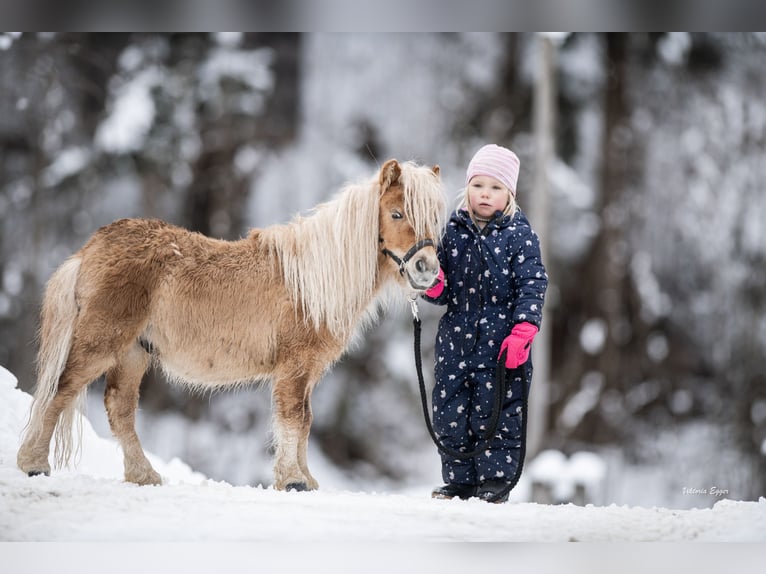 Poneys Shetland Hongre 2 Ans 100 cm Léopard in Scheffau am Wilden Kaiser