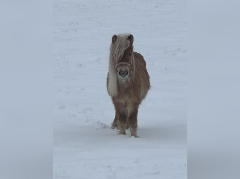 Poneys Shetland Hongre 2 Ans 100 cm Léopard in Scheffau am Wilden Kaiser