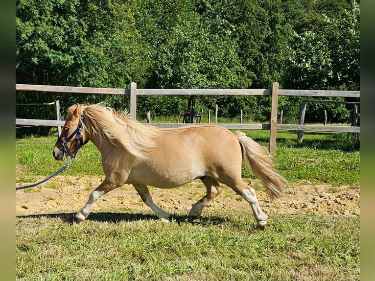Poneys Shetland Hongre 2 Ans 102 cm Pinto in Linkenbach
