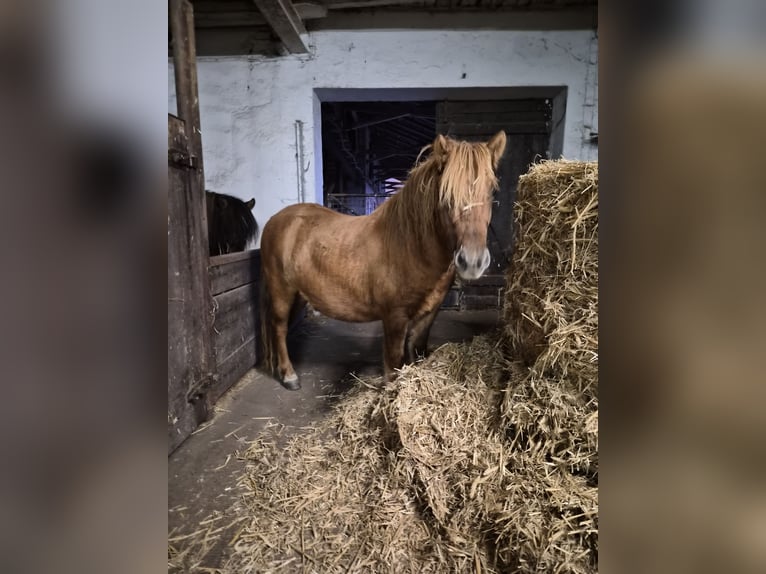 Poneys Shetland Hongre 2 Ans 111 cm Alezan dun in Woltersdorf