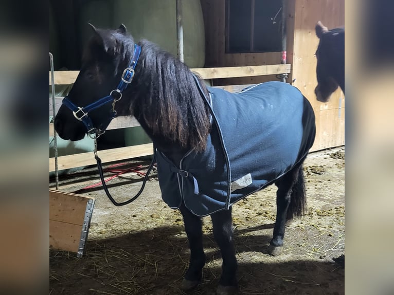 Poneys Shetland Croisé Hongre 2 Ans 120 cm Noir in Fließfliess