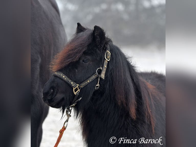 Poneys Shetland Hongre 2 Ans 98 cm Noir in Wiebelsheim