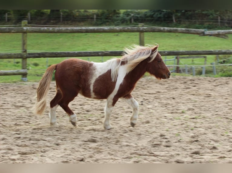 Poneys Shetland Hongre 2 Ans 98 cm Pinto in Hamburg Lemsahl-Mellingstedt