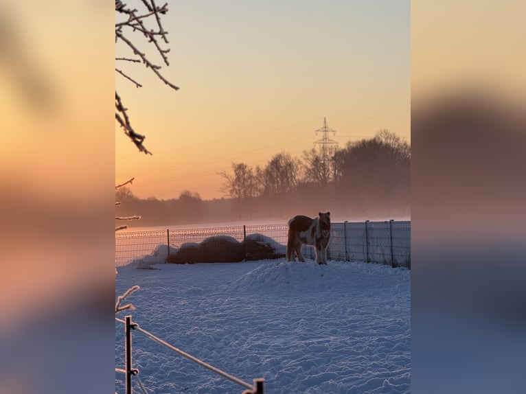 Poneys Shetland Hongre 2 Ans Alezan in Schwanebeck