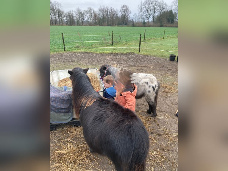 Poneys Shetland Hongre 2 Ans Noir in Boxtel