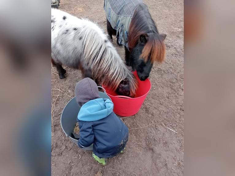 Poneys Shetland Hongre 2 Ans Noir in Boxtel