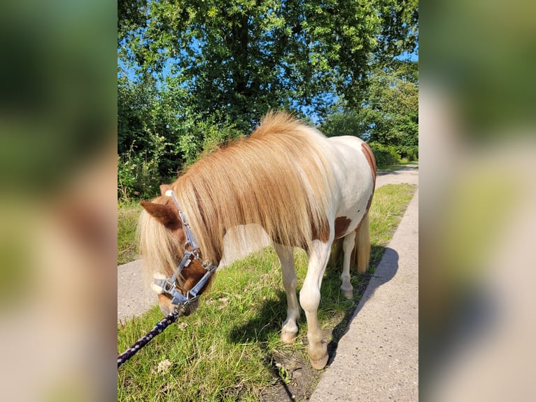 Poneys Shetland Hongre 2 Ans Pinto in Itzehoe